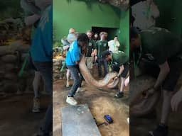 Weighing "Ivy" Our Giant Green Anaconda! #greenanaconda #anaconda #thereptarium #snake #snakes