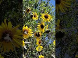 colibri  alimentándose de girasoles