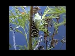 Caterpillar change #chrysalis #naturelovers  #garden