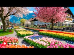 SPRING HAS ARRIVED IN SWISS TOWN INTERLAKEN , SWITZERLAND🇨🇭TOP TRAVEL DESTINATION
