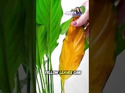 STOP Killing Your Peace Lily | 10 Mistakes to Avoid