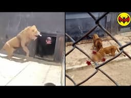 🇪🇨This thief broke into the wrong place... and instantly regretted it