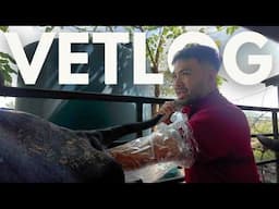 Day in the Life of a Vet Student: fisting a cow + day full of classes | VETLOG EP 1