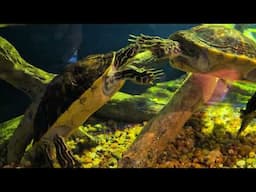 Are These Turtles Kissing or Fighting at the Cox Science Center in West Palm Beach