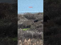 Wildboar hunting ! #okaysahin #hugluovis #Sightmark