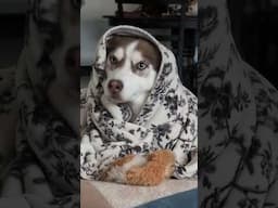 she didn't ask for this 🤣🤣🤣 #husky #joke #funny #dogs #fyp