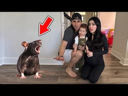 A Rat ATTACKED Our Baby!