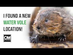 Photographing Water Voles - From Trail Camera to Wildlife Photography