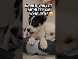 The Important Question Asked 🤔