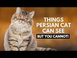 10 Things Your Persian Cat Can See and Hear That You Can’t!