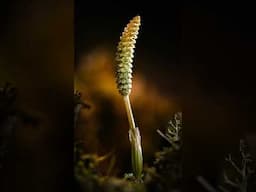 Macro Photography Lighting Setup – Horsetail Glow (Flexible LEDs)