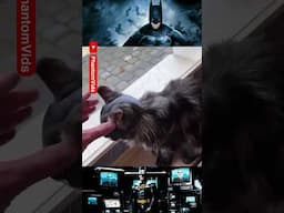 Bati Gato 🦇 / Bat Cat 🦇 #meme #batman #gato #mascota #cat