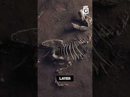 Did an Asteroid Really Wipe Out the Dinosaurs? #dinosaurs #asteroidimpact #fossilrecord