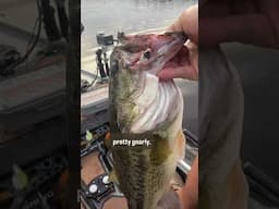WHAT HAPPENED To This Bass😵‍💫 #kayakbassfishing