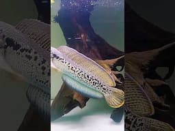 Cá lóc hoàng đế - Channa Barca #caloccanh #channabarca #calochoangde #shortvideo