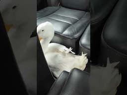 Duck Takes a Mercedes Ride: You Won't Believe His Reaction!