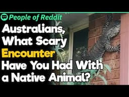 Australians, What Scary Encounter Have You Had With a Native Animal?