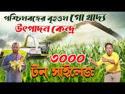 পশ্চিমবঙ্গে বৃহত্তম সাইলেজ ফ্যাক্টরি | ৩০০০ টন Corn Silage ।  Dairy Feed | ভুট্টা সাইলেজ