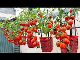 The method of growing hanging tomatoes is very special, no insects but high yield