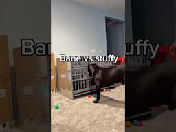 Bane vs stuffy Part 2 😭 #raisingbane #funnyvideos #bigdogs #Bane #BanetheDog