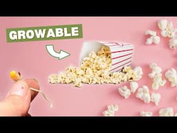 Why Popcorn Is Not Meant For Eating