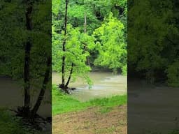 Peaceful Sounds in the Morning of a River in the Woods
