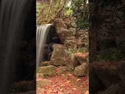 (春夏秋冬)京都・永観堂の四季風景その3[4seasons in kyoto] #kyoto #そうだ京都いこう #japan