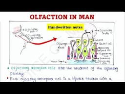 Olfaction in man