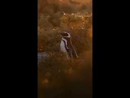 Meet the Magellanic penguins of Argentina #SecretsOfThePenguins