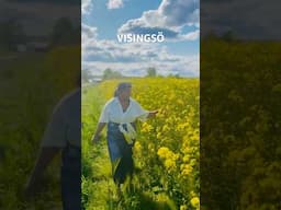 Another beautiful village island in Sweden’s 2nd biggest lake #malayalamvlog #travel #trend #nature