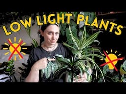 Top 12 Plants That THRIVE Without Sunlight 🌚 (Low Light Champions!)