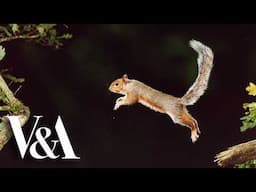 100 years of nature photography