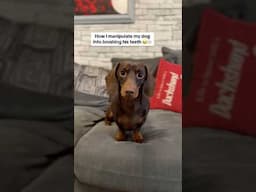 How I manipulate my Dachshund to have his teeth brushed 😂
