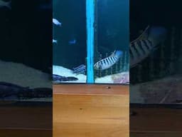 My money is on the little guy! Who do you think will win if the glass wasn't there?