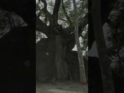 Ber shimul gach #bangla #natok #sherpur #tree