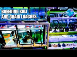 BREEDING AND SPAWNING LOACHES? FISHROOM UPDATE!