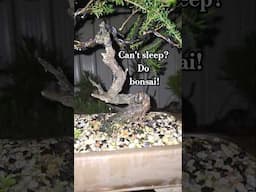 Bonsai checked at night time. yes/no? #bonsai