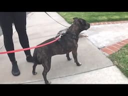 Your Daily Dose Of Staffordshire Bull Terrier- Morning Walk & Human Chatter Episode #3
