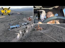 The Cats are Moving Out | Off-Grid Abandoned Airport Restoration