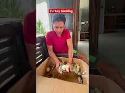 Turkey 🦃 Farming #poultryfarming #poultry #turkey #turkeyhunting #foryou #shorts