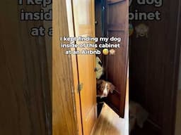 It took me forever to find her 😅🙈 #funnydog #cutedog