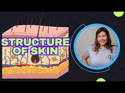 Integumentary System | Anatomy of the Skin