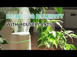 Handling humidity with your houseplants