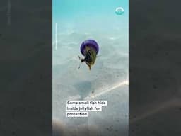 Fish Swims Inside a Jellyfish || ViralHog