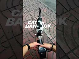 Cats of Bangkok on Hasselblad Medium Format 907x