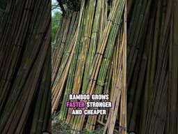 The Lost Bamboo Industry: How the Philippines Missed a Billion-Dollar Opportunity