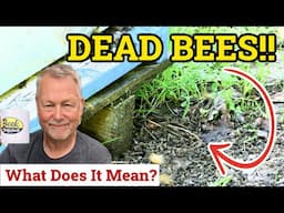 Beekeeping: Should You Panic If You See Dead Bees In Front Of Your Hive?