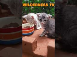 You Won’t Believe What I Built for Kitten! 😱🐶 #animallover #cute #kitten