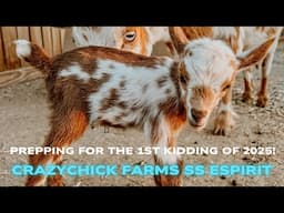 Prepping for our 1st kidding of 2025: Crazychick Farms SS Espirit due 2/26/25!