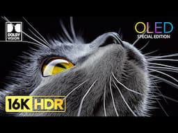 Amazing OLED Demo - 16K HDR Dolby Vision (120 FPS Video)